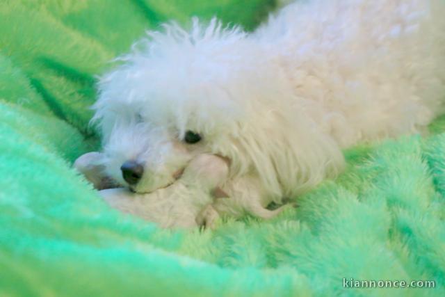 bébé chiot bichon frisé femelle a donner 