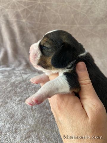Dons chiot beagle disponible 
