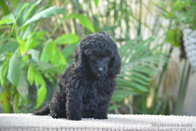 je donne des chiots caniche nain 