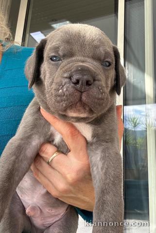 Bébé chiot Cane Corso disponible 