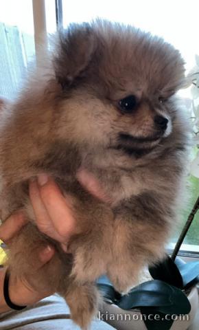 magnifique chiot spitz allemand disponible 
