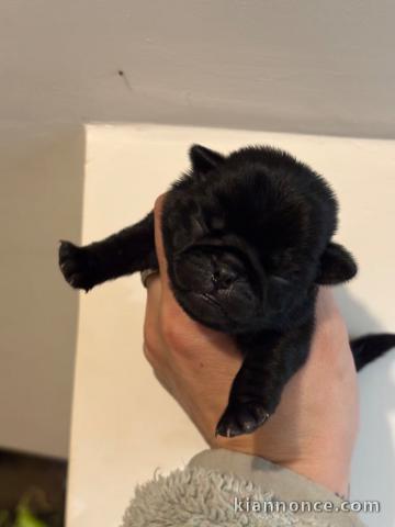 disponible chiot Carlin 