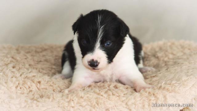 bébé chiot border collier disponible 