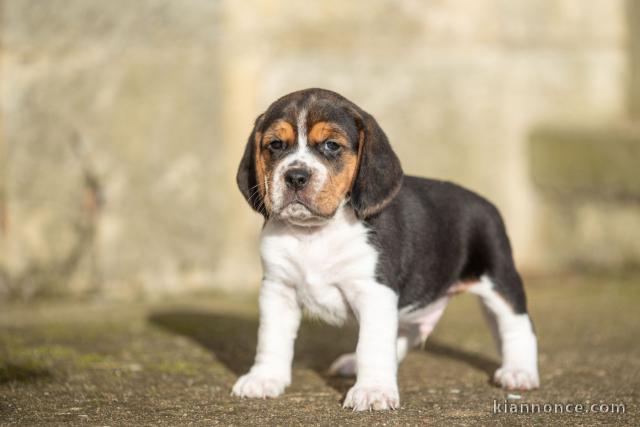 bébé chiot beagle disponible 