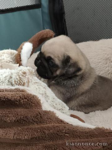 adorable chiot carlin 