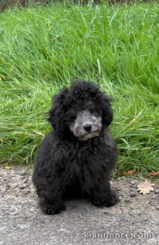 magnifique chiot caniche disponible 