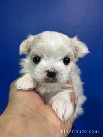 bébé chiot bichon maltais à donner 