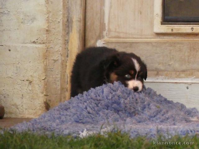 chiot berger australien disponible 