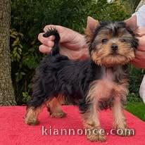 adorable chiot Yorkshire terrier femelle 