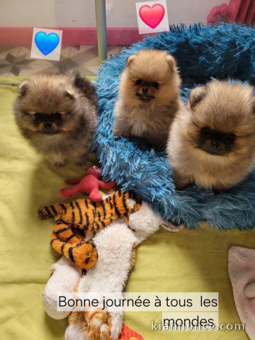 magnifique chiot spitz allemand 