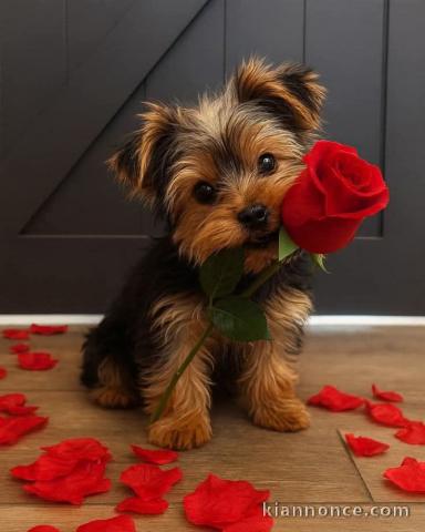 MAGNIFIQUES CHIOTS YORKSHIRE