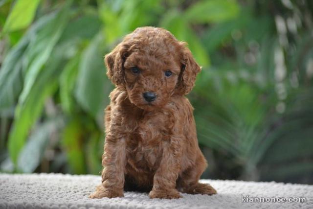 chiot caniche disponible pour adoption 