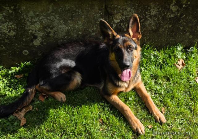 chiot berger allemand disponible pour adoption 