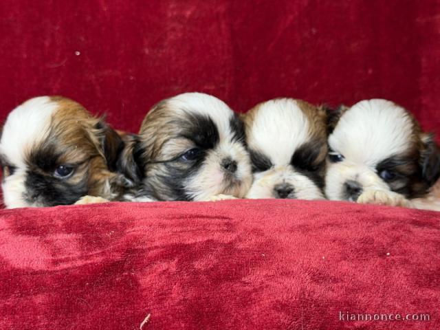 adoption chiot Shih Tzu pour noël 