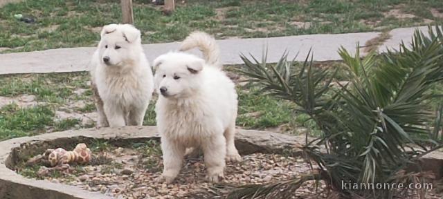 magnifique chiot berger blanc suisse adoption 