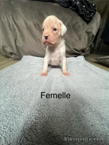 magnifique chiot boxer 