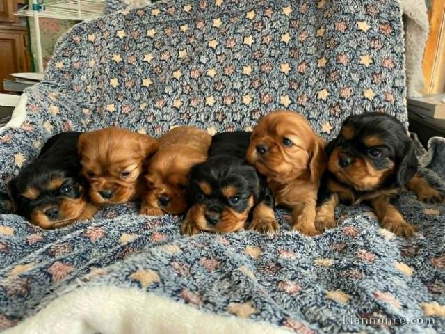 adorable chiot cavalier king charle femelle t mâle 