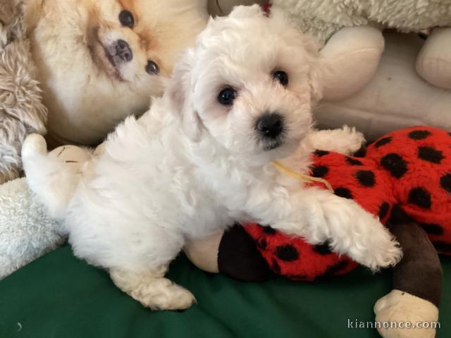 chiot bichon frisé femelle a donner 