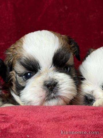 magnifique chiot Shih Tzu a donner 