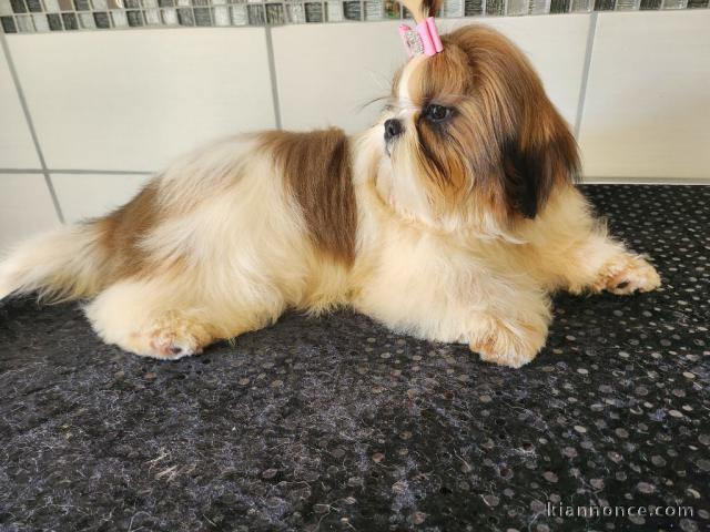 chiot Shih Tzu pour noël 