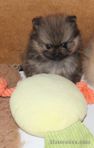 magnifique chiot spitz allemand 