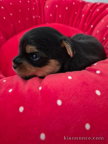 magnifique chiot Yorkshire femelle 