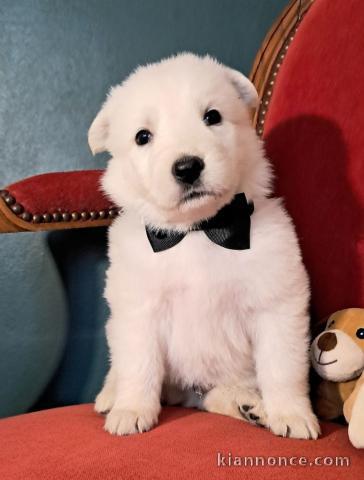 adorable chiot berger blanc suisse 