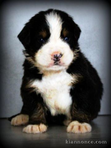 magnifique chiot bouvier bernois a donner 