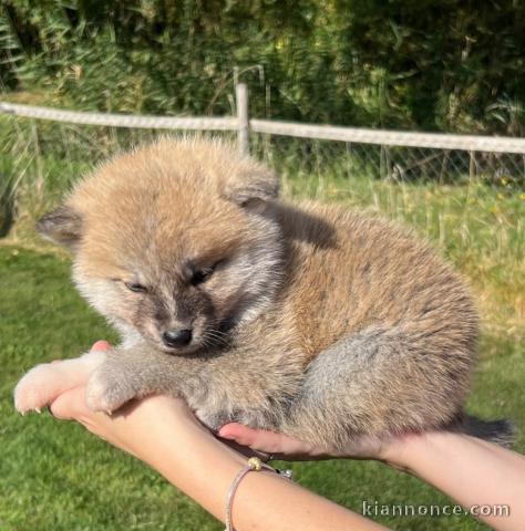 chiot Akita inu a donner 