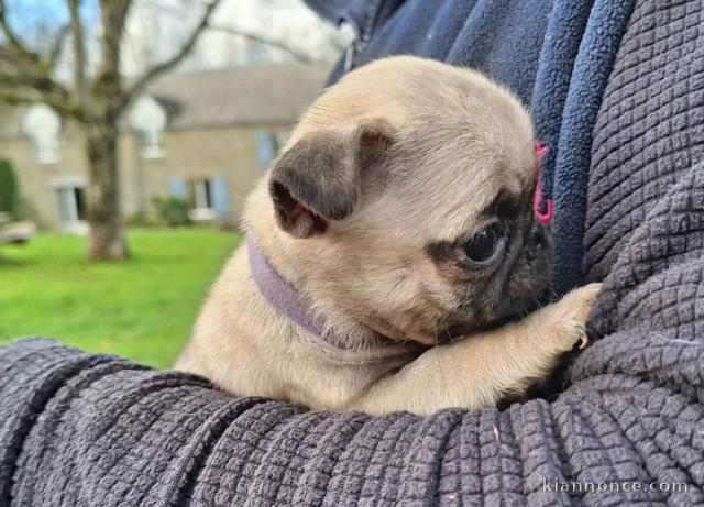 Dons chiot type carlin femelle 