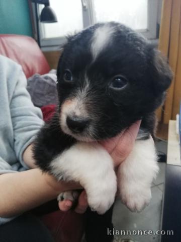 Dons chiot berger australien lof