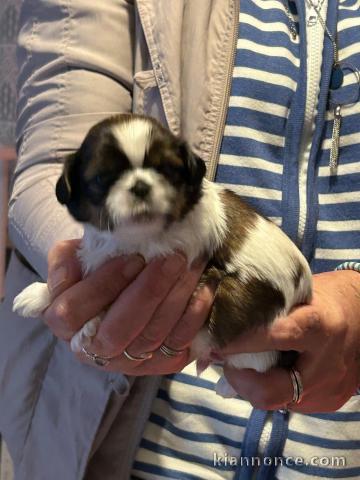 adorable chiot Shih Tzu a donner 