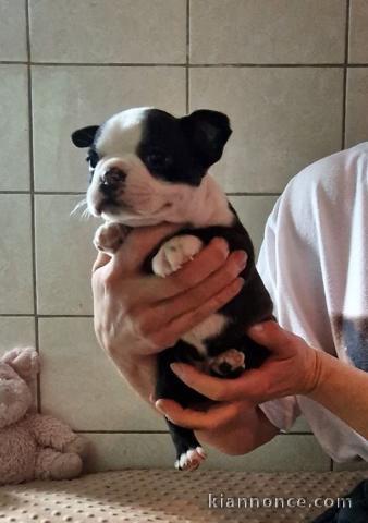 bébé chiot Boston terrier femelle a donner 