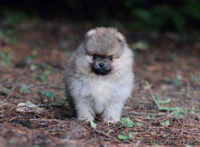 magnifique chiot spitz allemand race pure disponible pour noël 