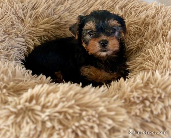 bébé chiot Yorkshire disponible 
