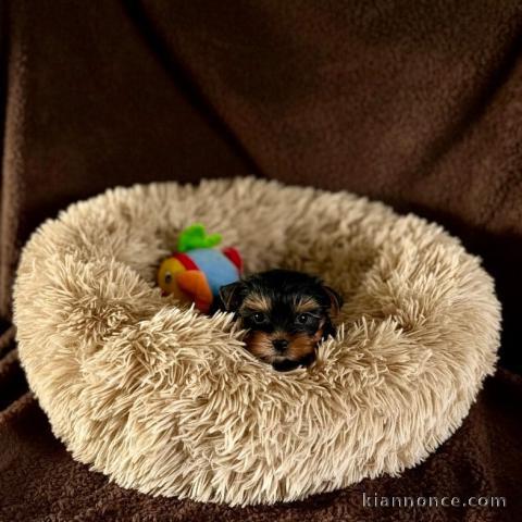 chiot Yorkshire femelle  poids adulte 3,5 kg