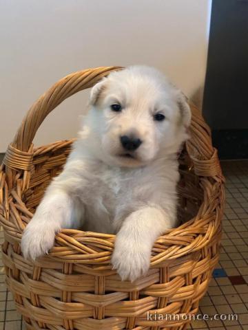 chiot berger blanc suisse adoption