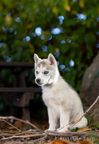 chiot husky sibérien magnifique 