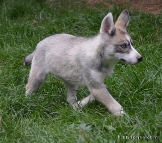 chiot husky sibérien mâle 
