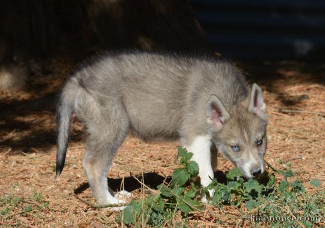 chiot husky sibérien adorable 