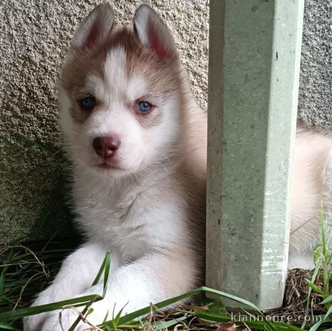 chiot husky sibérien adorable 
