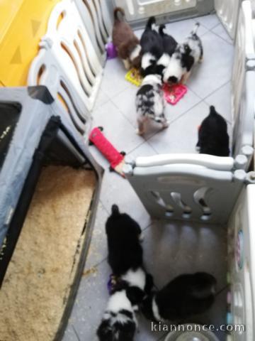 chiot berger australien mâle et femelle 