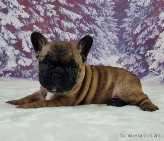 chiot bouledogue français à donner 