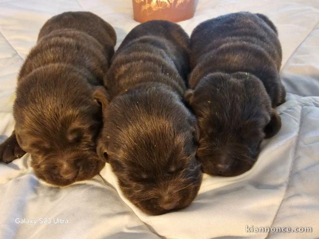 bébé chiot labrador retriever noir 