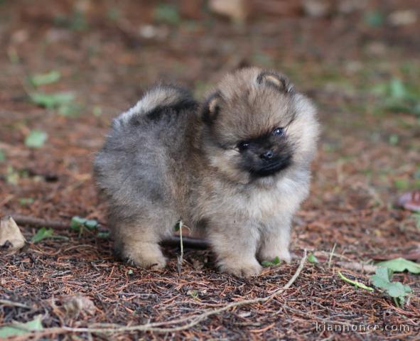 adorable chiot spitz allemand 