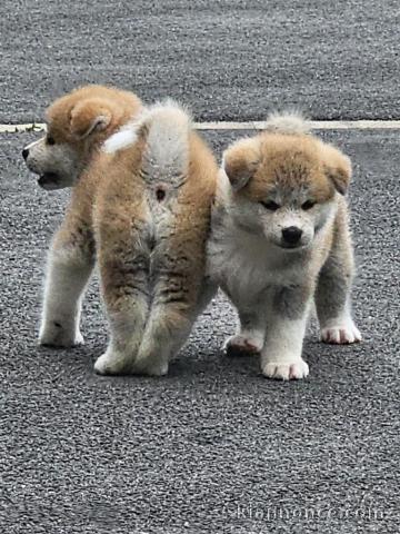adorable chiot Akita inu a donner 