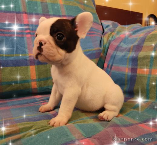 magnifique chiot bouledogue français 