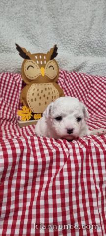 magnifique chiot bichon frisé mâle 
