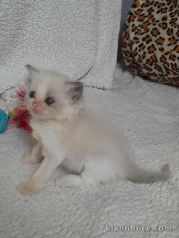 adorable chaton ragdoll femelle a donner 