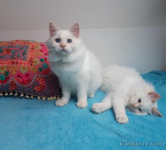 magnifique chaton ragdoll femelle et mâle 